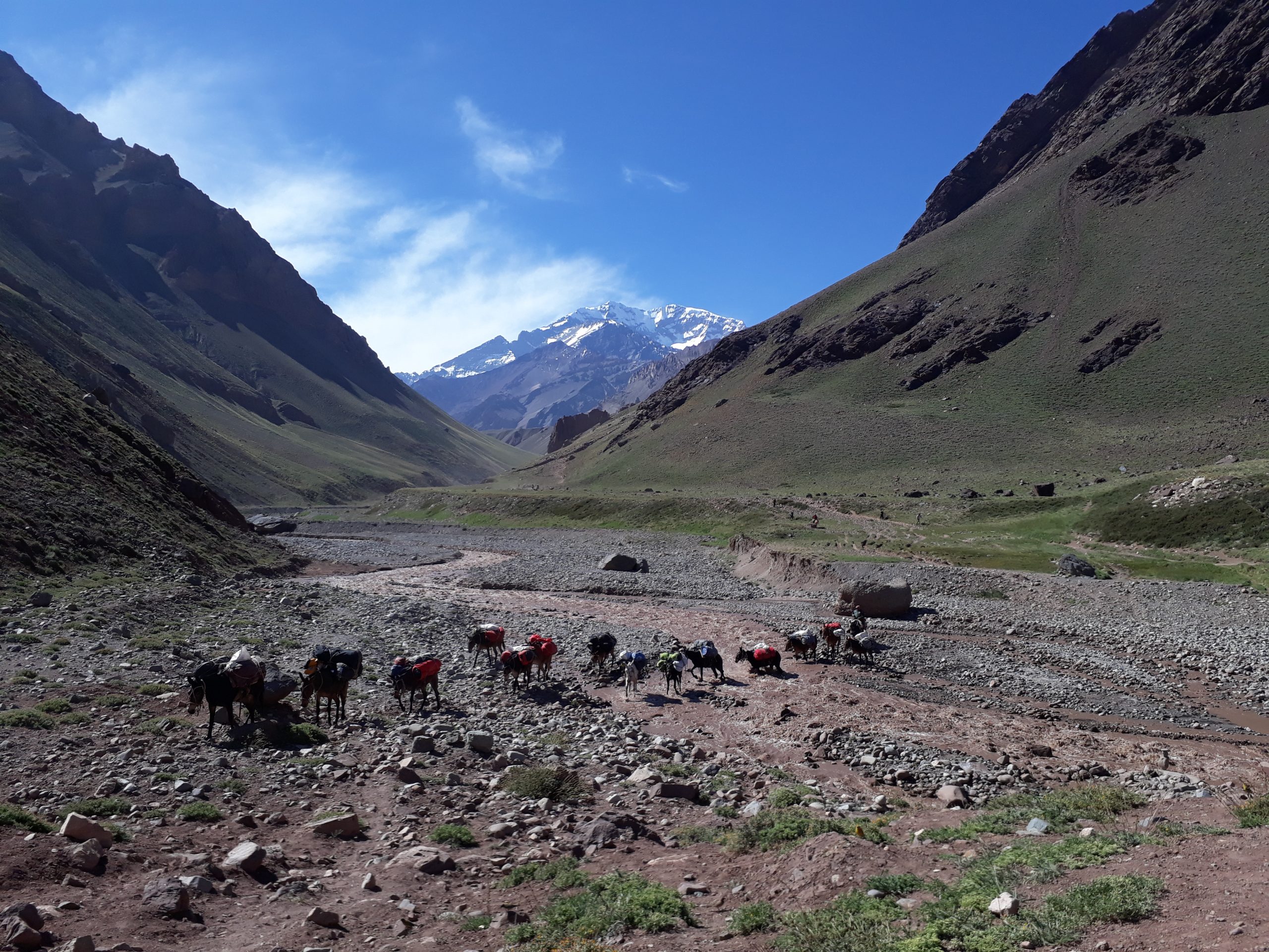 Mules from Aconcagua