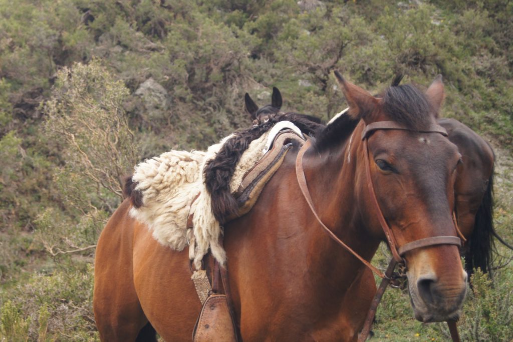 The Gaucho Horse Cabalgata al atardecer Mendoza