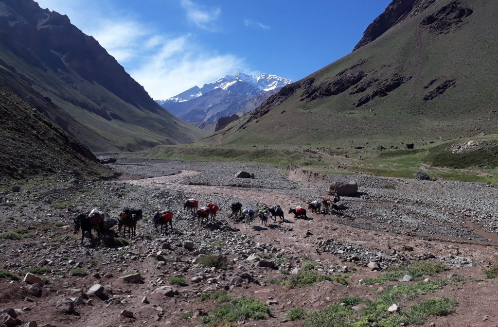 Mules from Aconcagua